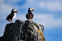 Isle of May - puffins