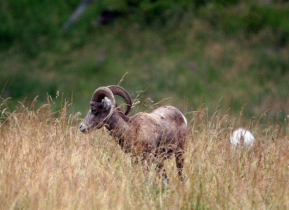long-horned sheep