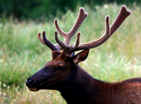 elk