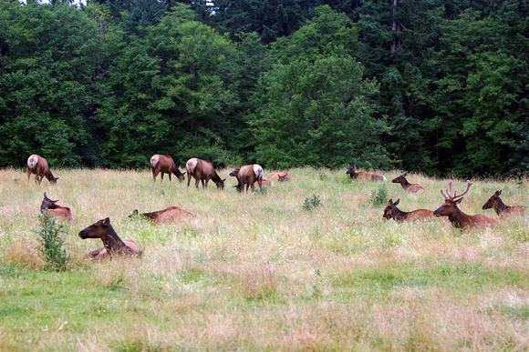 elk