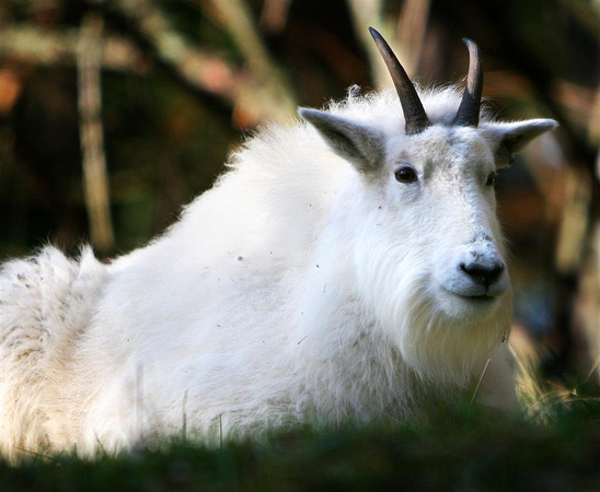 mountain goat