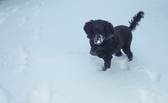 Lucy loves the snow!!!!