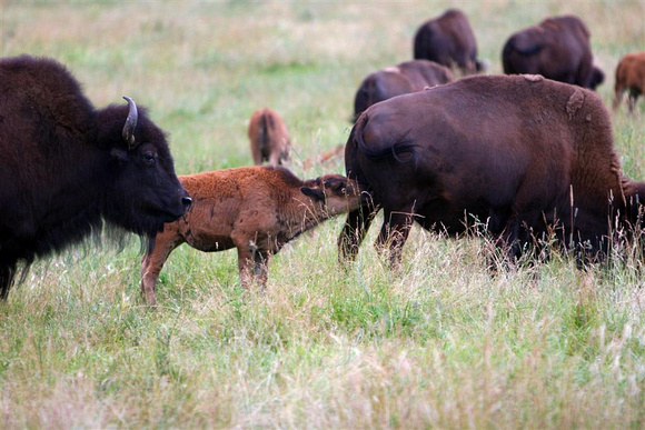 bison