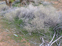 d1_Bonnie Springs_006