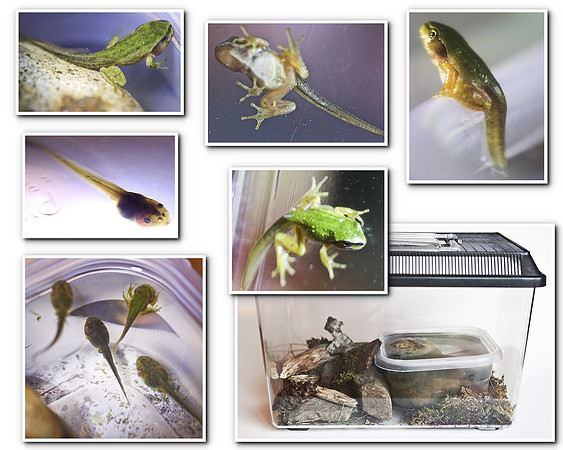 Our tadpoles