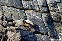 Kangaroo Island