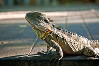 Eastern Water Dragon