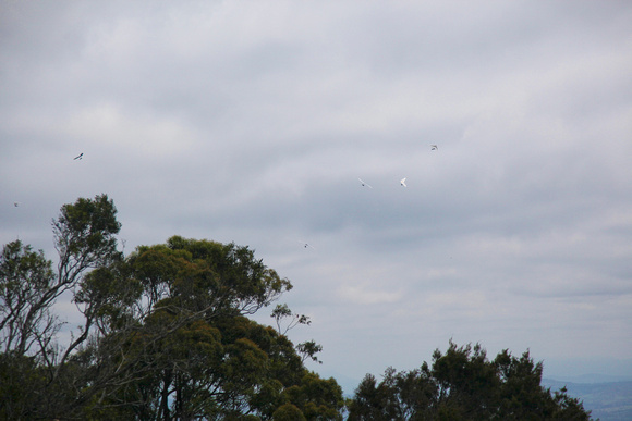 hang gliders _ 01