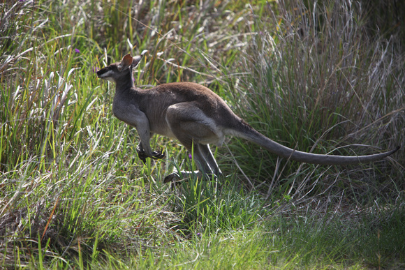 kangaroo 2