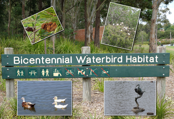 Bicentennial Waterbird Habitat