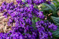 Toowoomba Botanic Gardens