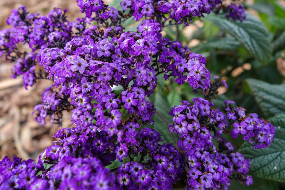 Toowoomba Botanic Gardens