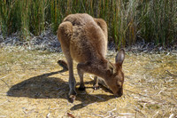 14_ Lucky Bay