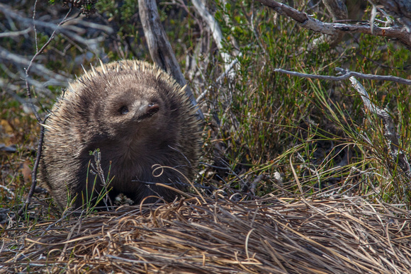 echidna
