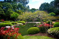 Japanese garden in spring