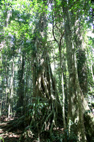 Mary Cairncross Reserve