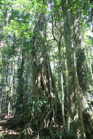 Mary Cairncross Reserve