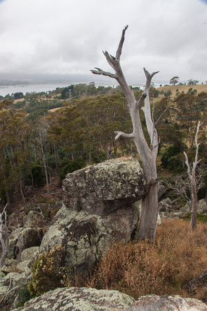 Tamar River - north of Launceston