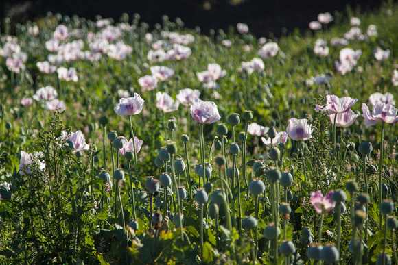 Vast poppy fields