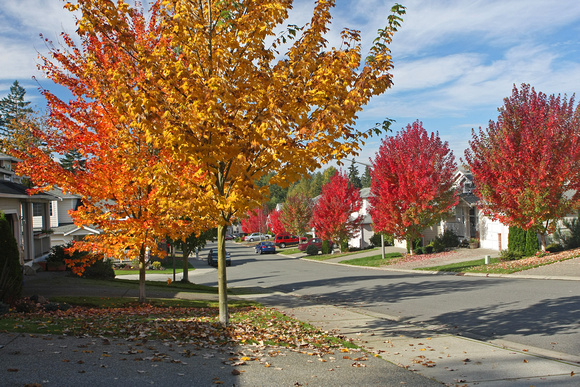 Autumn colours