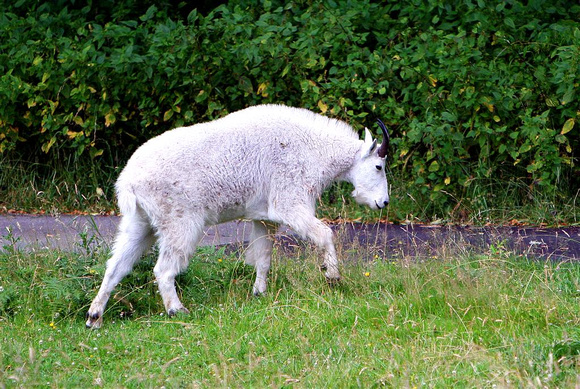 mountain goat