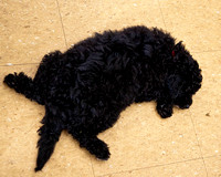 The Flop