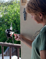 Magpie