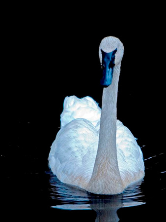 trumpeter swan