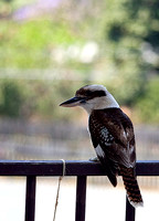 Kookaburra