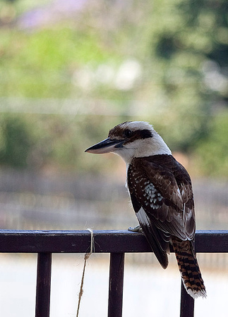 Kookaburra